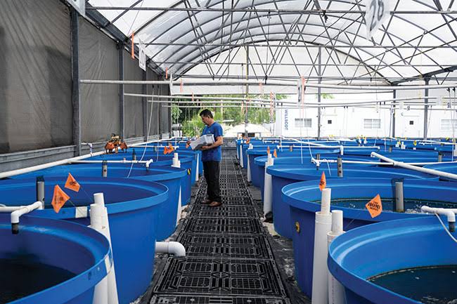 A man stands on a grated walkway between row after row of large blue circular fish tanks under a translucent greenhouse roof, inspecting a clipboard.