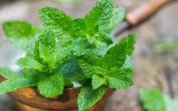 Mint plant with vibrant green leaves in a clay pot, ready for culinary use.