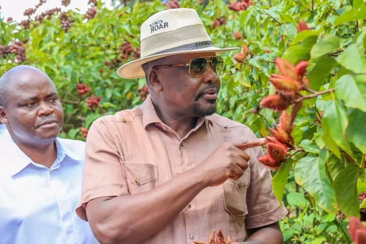 Two men inspect cocoa pods on a cacao tree in a lush garden; one points at ripe red pods while the other looks on.