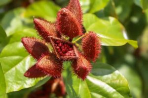 Close-up of fuzzy red seed pods on a green plant, with opened pods revealing red seeds.