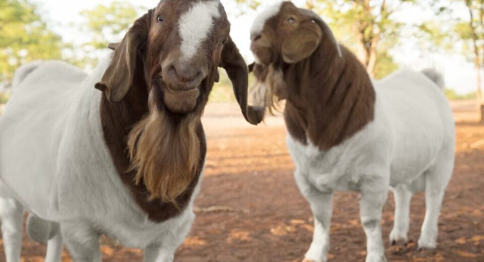 Two bearded goats with brown heads and white bodies stand in a dirt yard outdoors, facing the camera.