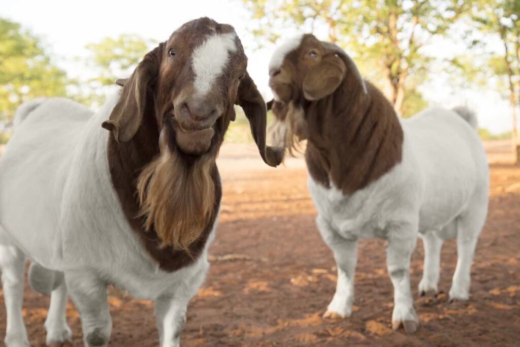 Two bearded goats with brown heads and white bodies stand in a dirt yard outdoors, facing the camera.
