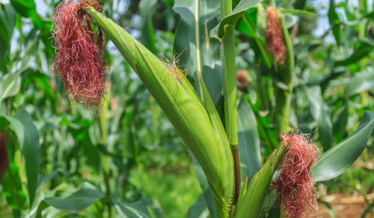 MG_9240-1200x800 - Sacco Trend Magazine Close-up of a corn ear with a green husk and pinkish-red silk in a sunny field.