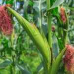 Can Kiwi grow in Kenya? Best regions, climate, soil and farming requirements
