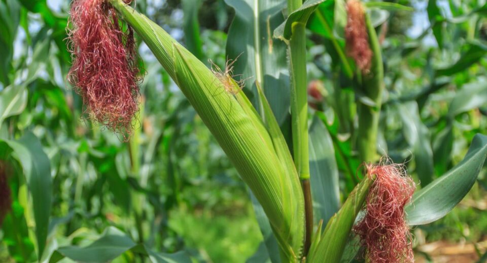 Close-up of a corn ear with a green husk and pinkish-red silk in a sunny field.