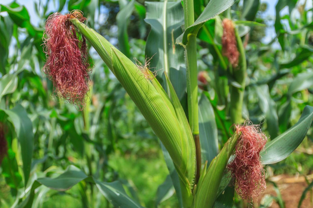Close-up of a corn ear with a green husk and pinkish-red silk in a sunny field.