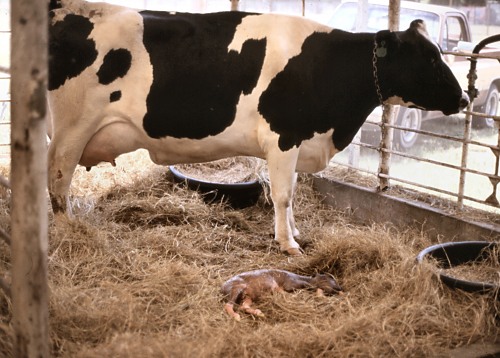 bv02871 - Sacco Trend Magazine Holstein cow in a straw-filled pen inside a dairy barn, with a newborn calf lying on the ground nearby.
