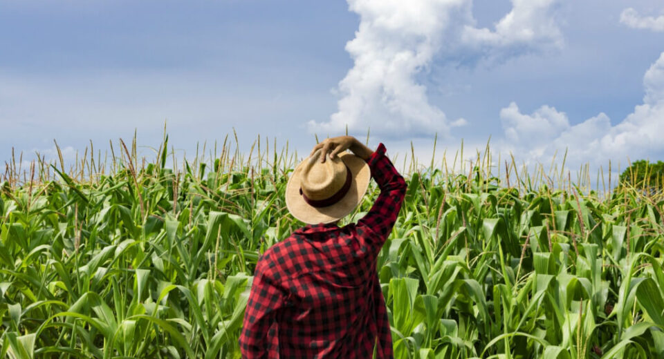 Person wearing a red plaid shirt and straw hat, seen from behind, standing in a tall cornfield under a blue sky.