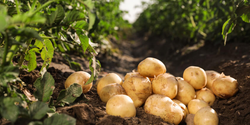 Potatoes freshly harvested, scattered on dark soil with potato plants and green leaves in a field nearby