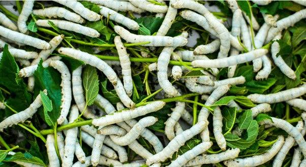 images - 2026-08-04T103008544 - Sacco Trend Magazine Pile of white, finger-length root vegetables tangled among green leaves.