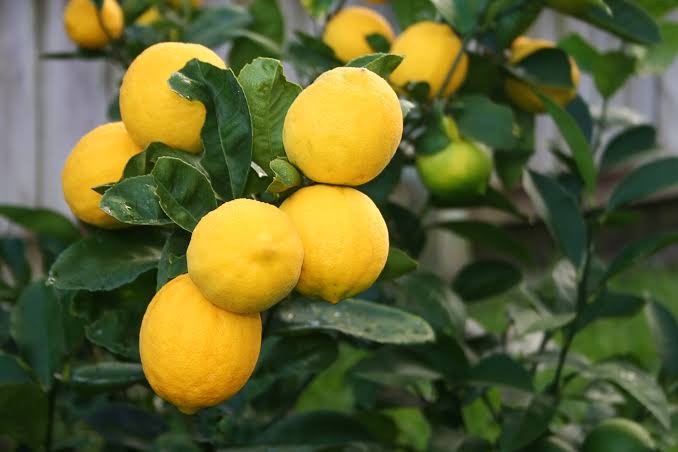 Cluster of ripe yellow lemons hanging from a lemon tree with green leaves,