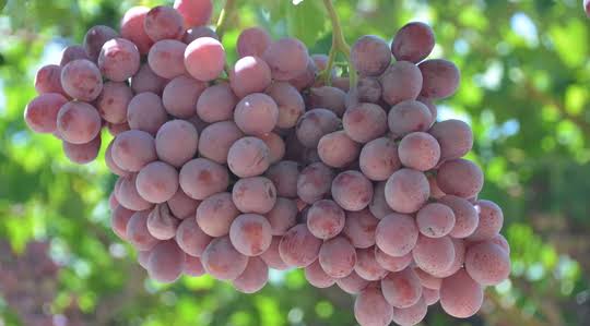 Cluster of ripe purple grapes hanging on a vine with green leaves in the background.