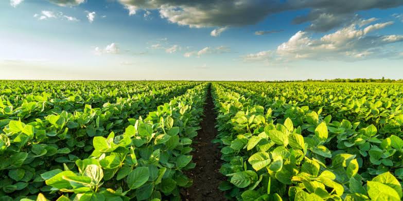 Vast soybean field with neat rows of green plants stretching to the horizon under a blue sky with scattered clouds.
