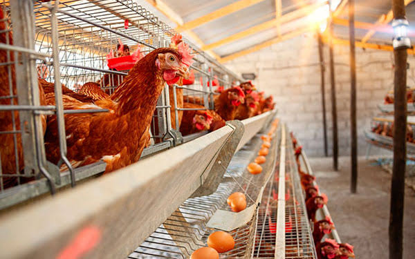 images - 2026-08-11T113609061 - Sacco Trend Magazine Red hen peering from a wire cage at a poultry farm, with eggs lining a conveyor below in a dim barn