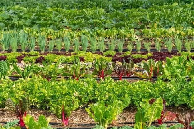 images - 2026-08-13T091201616 - Sacco Trend Magazine Rows of leafy greens—lettuce and Swiss chard—growing in a well-organized field with drip irrigation.
