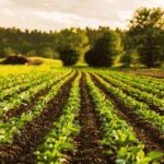 Why some farmers make money while others don’t