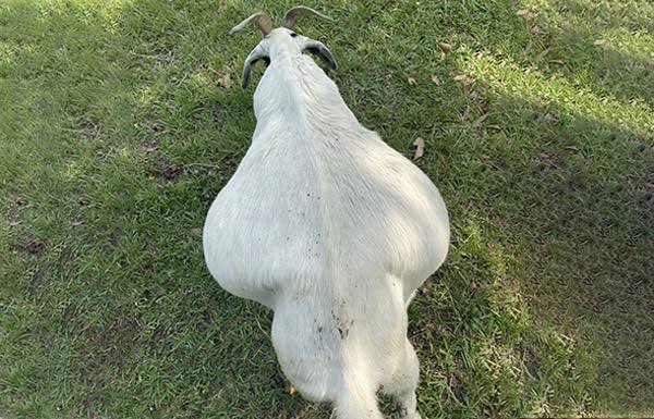 images - 2026-08-14T075130510 - Sacco Trend Magazine Top-down view of a white goat standing on green grass, with dark ears visible at the sides.