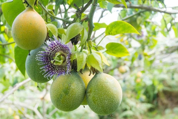 Green passion fruits hanging from a vine with a purple passionflower bloom nearby on bright foliage.