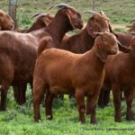 Vegetables that are always in demand: Best options for farmers