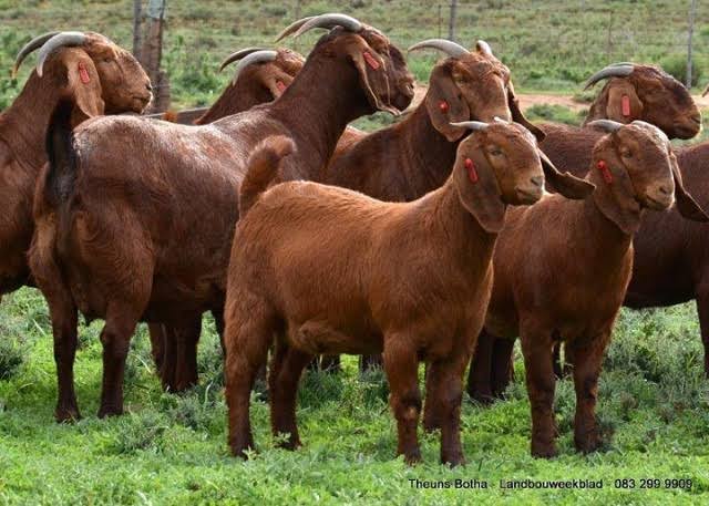 Group of brown cattle with curved horns standing together in a grassy pasture with a fence in the background.