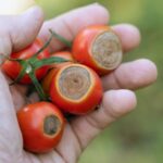 Farmer cooperatives vs selling individually: Which is better?