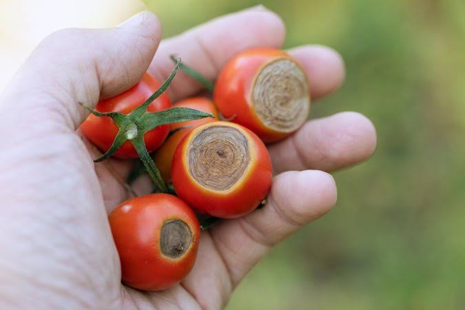 Hand holding several ripe red cherry tomatoes with circular brown scars on their surfaces.