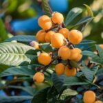 Is minneola orange farming profitable in Kenya? What farmers need to know