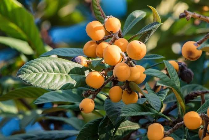 Branch with clusters of ripe orange persimmons among glossy green leaves.