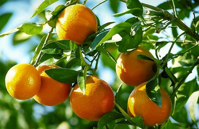 Ripe oranges on a tree branch with green leaves in bright sunlight.