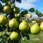 Wineberry farming in Kenya: How to grow, manage and market this high-value berry crop