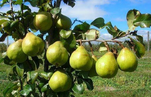 Branch with several green pears hanging on a pear tree in a sunny orchard.