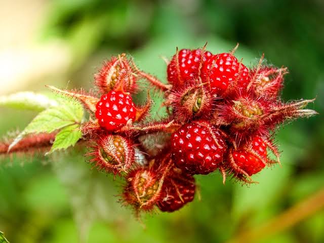 Close-up of bright red raspberries on a fuzzy stem with green leaves in a garden setting.