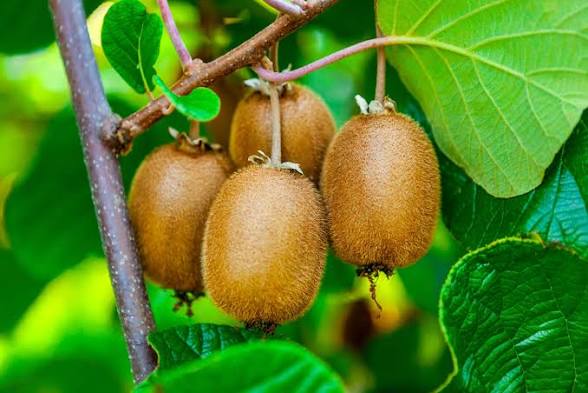 Brown kiwifruits hanging from a vine among green leaves.