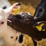 How to improve milk hygiene on the farm