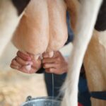 Your SACCO dividends have dropped? Here’s why it happened