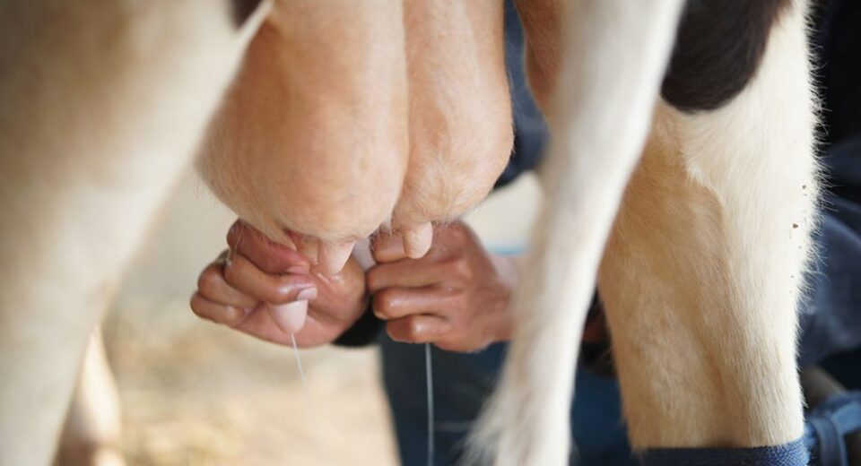 Close-up of a person hand-milking a cow, milk dripping into a bucket below her udder area.