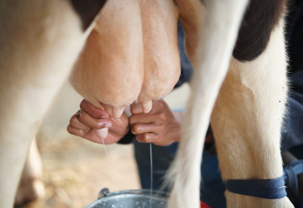 Close-up of a person hand-milking a cow, milk dripping into a bucket below her udder area.