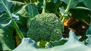 Head of broccoli growing on a plant among green leaves in a garden bed