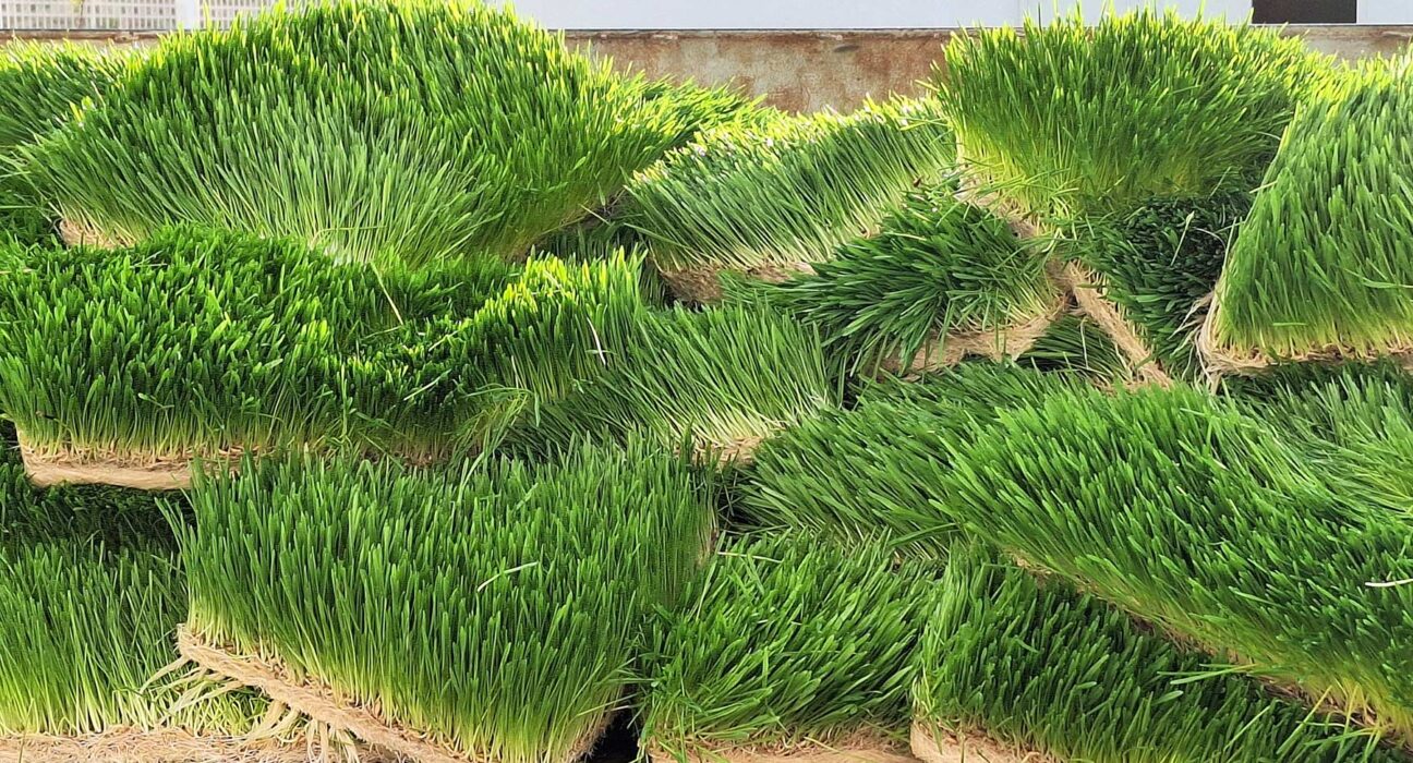 sprout-fresh-fodder - Sacco Trend Magazine Row of tall, spiky green ornamental grasses planted on layered stone terraces against a building wall in a landscaped outdoor area.