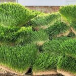 Potato farming| Importance of moulding/hilling in potato farming