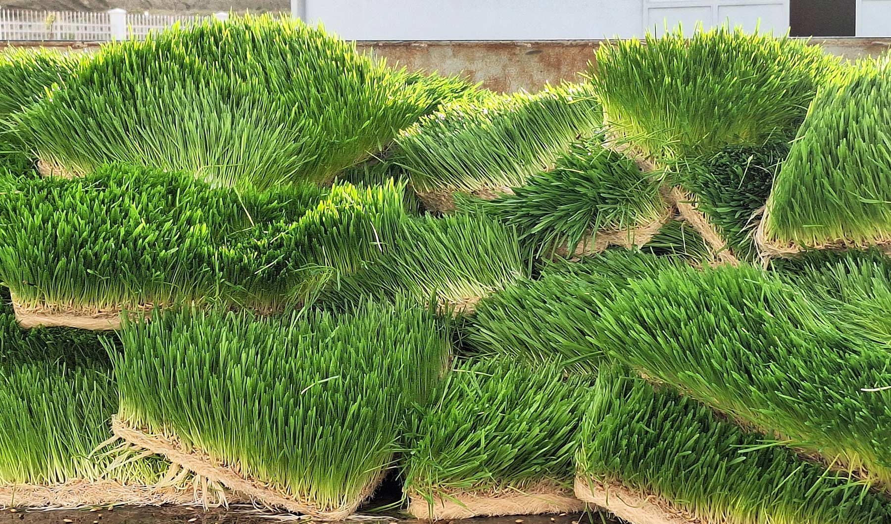 Row of tall, spiky green ornamental grasses planted on layered stone terraces against a building wall in a landscaped outdoor area.