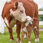 Farm-to-Table delivery services: Connecting farmers directly with consumers
