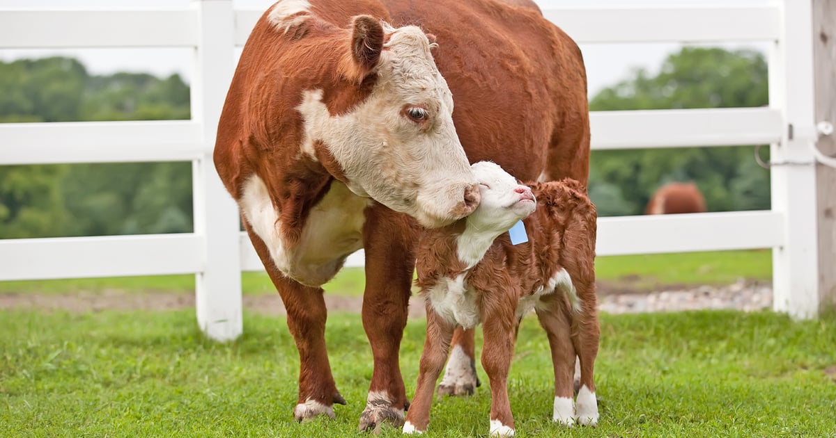 Mother cow nuzzles her calf in a grassy field beside a white fence, on a farm scene.