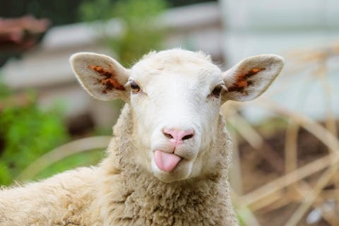 Close-up of a sheep facing the camera with its tongue sticking out, outdoors in a green, farm-like setting.