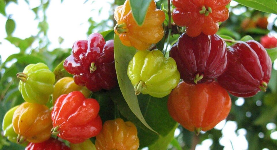 Cluster of multicolored bell peppers (red, orange, yellow, green) growing on a leafy branch.