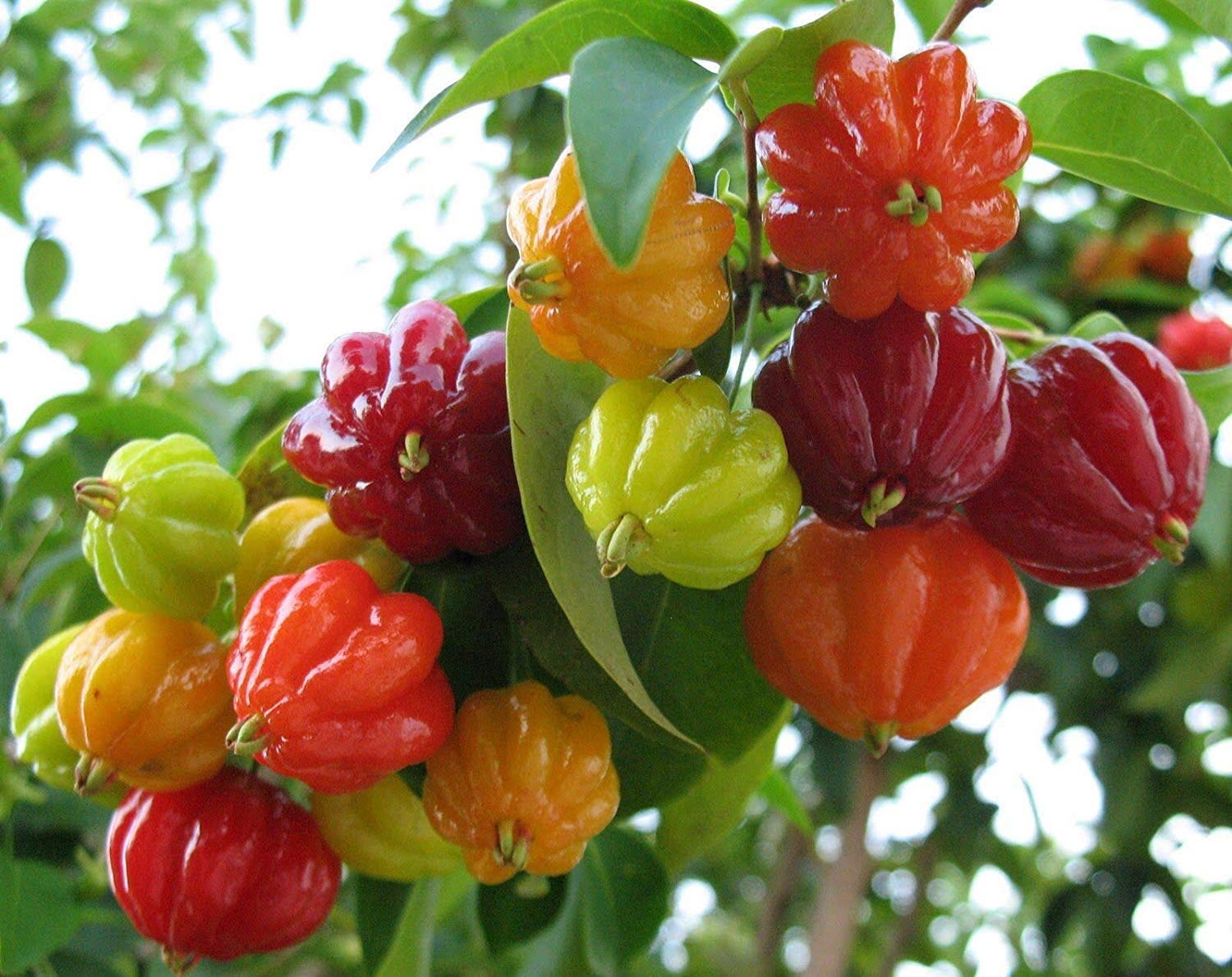 Cluster of multicolored bell peppers (red, orange, yellow, green) growing on a leafy branch.