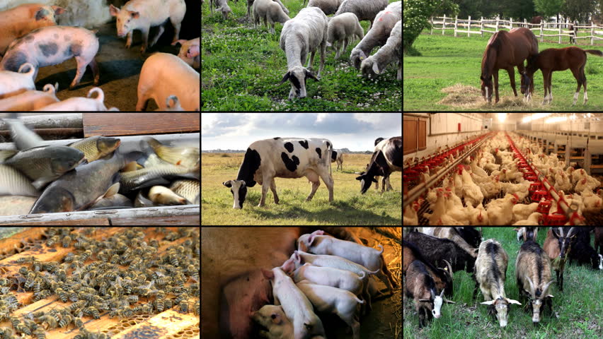 Pigs indoors in a pen, closely grouped together for feeding or resting.