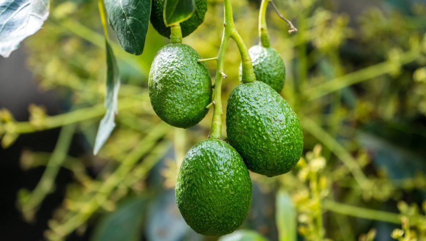 Green avocados growing on a branch with leaves in a sunny garden.