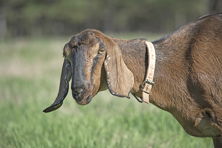 Brown goat with long ears wearing a beige collar in a grassy field.