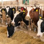 How farmers can make money from animal waste